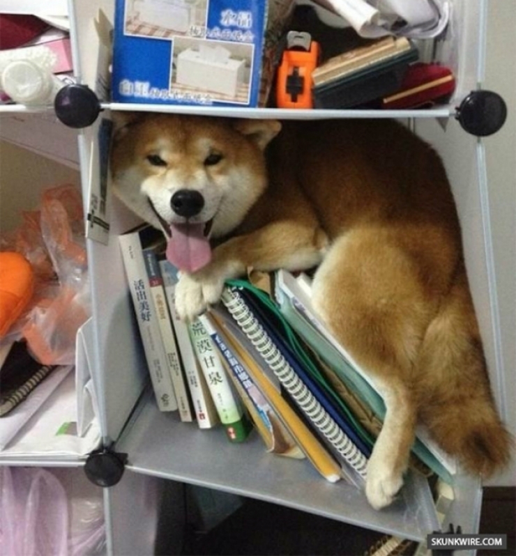 Illustration de l'article : 15 chiens compl&egrave;tement nuls &agrave; cache-cache