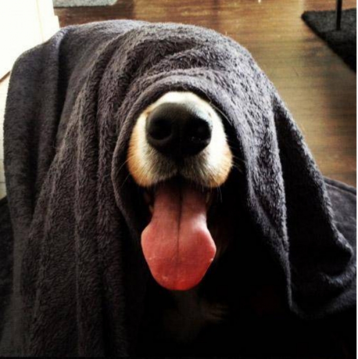 Illustration de l'article : 15 chiens compl&egrave;tement nuls &agrave; cache-cache