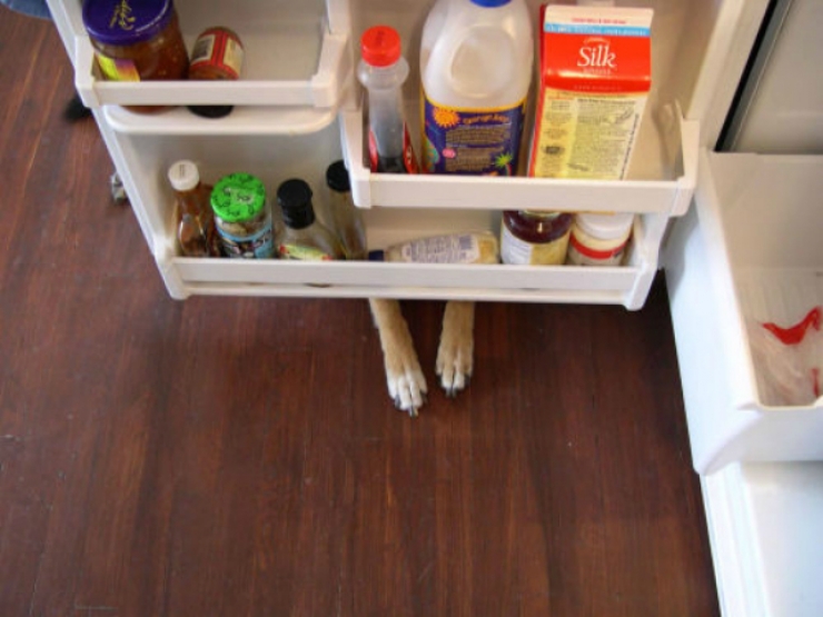 Illustration de l'article : 15 chiens compl&egrave;tement nuls &agrave; cache-cache