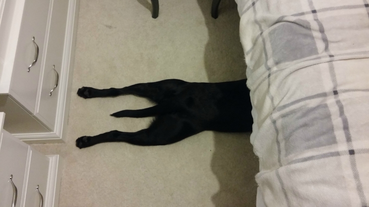 Illustration de l'article : 15 chiens compl&egrave;tement nuls &agrave; cache-cache