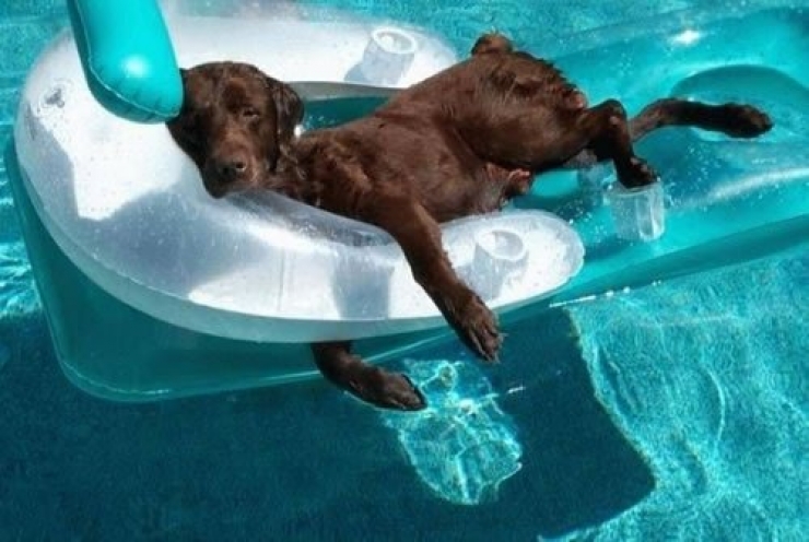 Illustration de l'article : 11 photos d’animaux qui passent de beaux moments à la piscine…les chanceux !