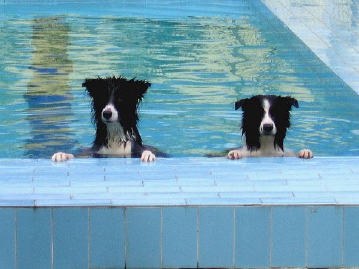 Illustration de l'article : 11 photos d’animaux qui passent de beaux moments à la piscine…les chanceux !