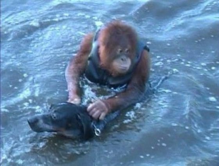Illustration de l'article : 11 photos d’animaux qui passent de beaux moments à la piscine…les chanceux !