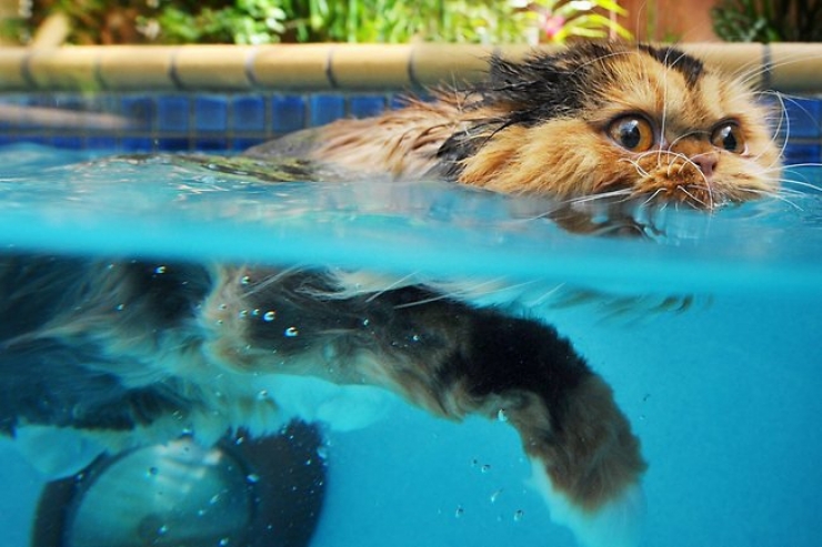 Illustration de l'article : 11 photos d’animaux qui passent de beaux moments à la piscine…les chanceux !