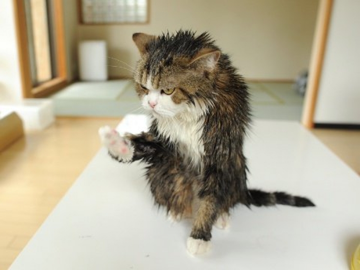 Ces 12 Chats Sont Tres Remontes Attention Ca Va Griffer Sec Ces 12 Chats Sont Tres Remontes Attention Ca Va Griffer Sec
