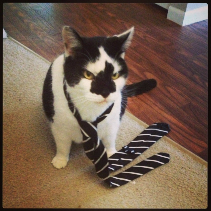 Illustration de l'article : Ces 12 chats sont très remontés. Attention, ça va griffer sec !