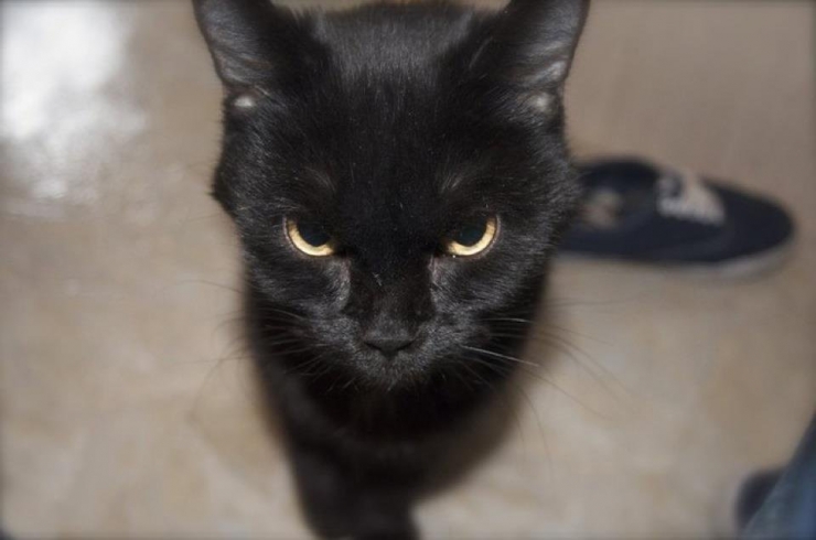 Illustration de l'article : Ces 12 chats sont très remontés. Attention, ça va griffer sec !