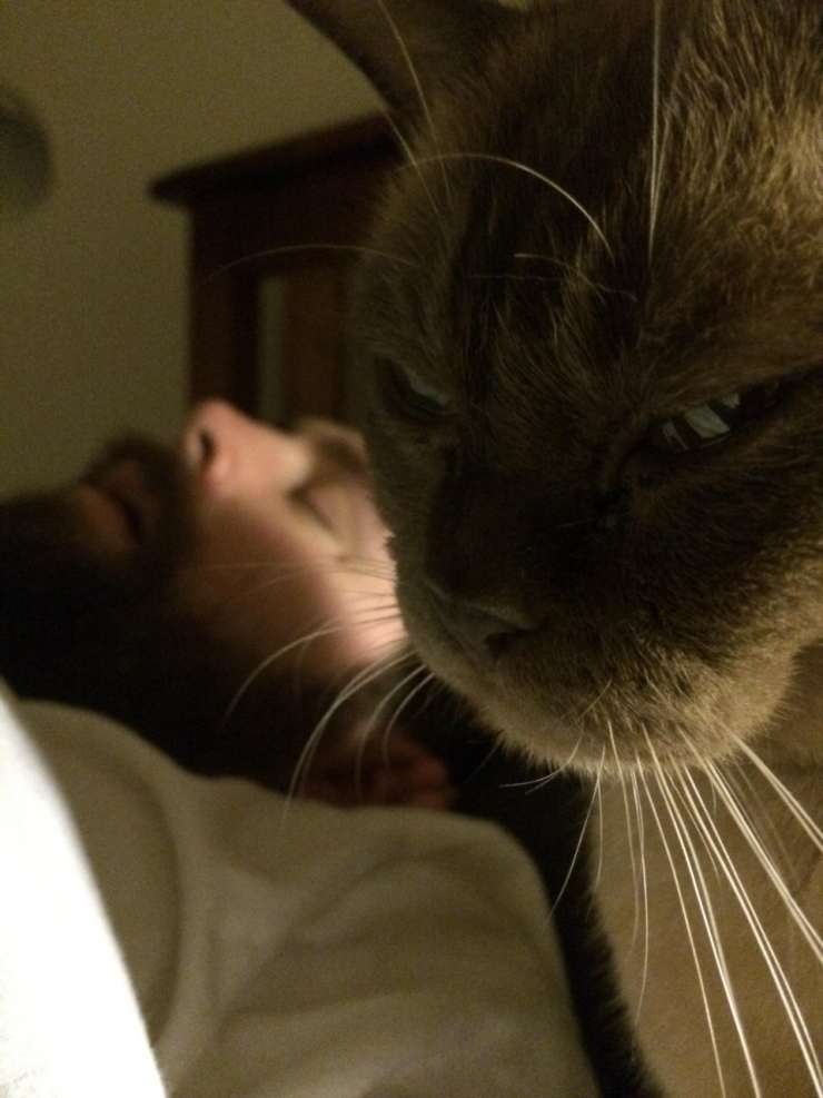 Illustration de l'article : Ces 12 chats sont très remontés. Attention, ça va griffer sec !