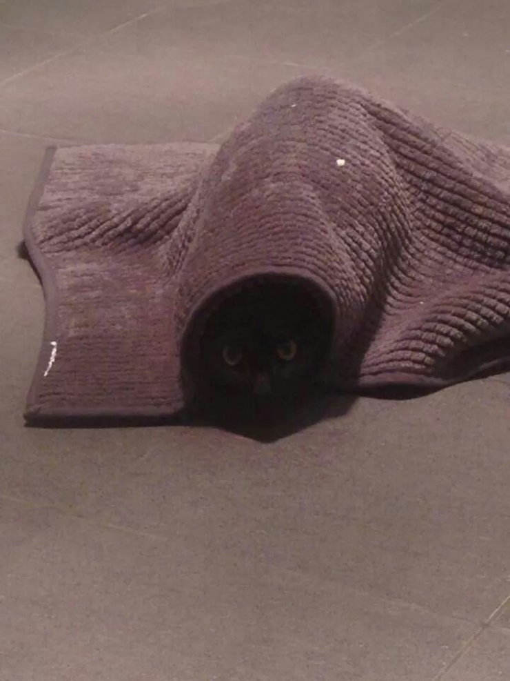 Illustration de l'article : Ces 12 chats sont très remontés. Attention, ça va griffer sec !