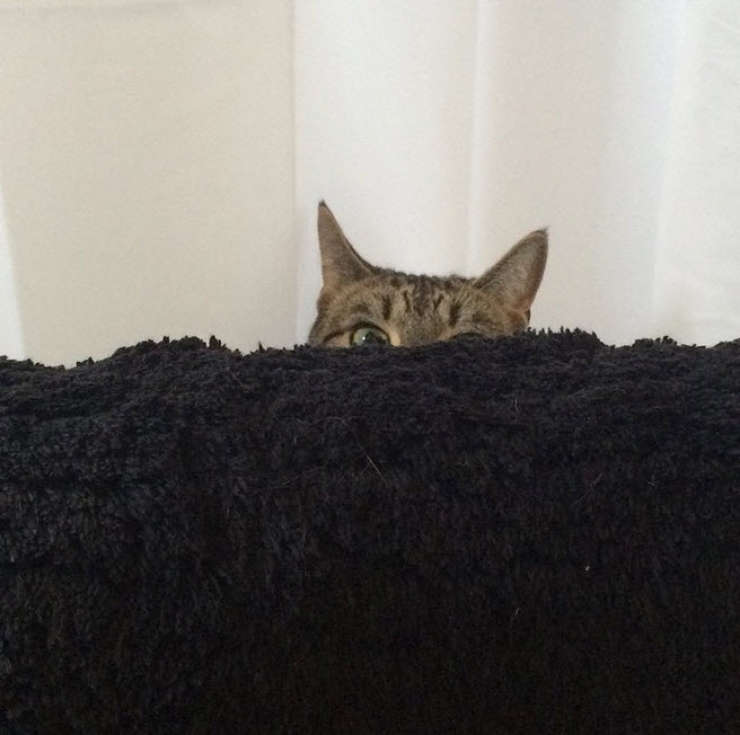 Illustration de l'article : Ces 12 chats sont très remontés. Attention, ça va griffer sec !