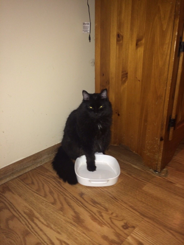 Illustration de l'article : Ces 12 chats sont très remontés. Attention, ça va griffer sec !