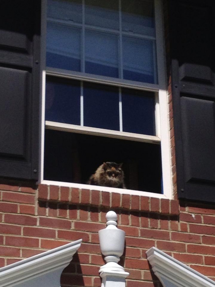 Illustration de l'article : Ces 12 chats sont très remontés. Attention, ça va griffer sec !