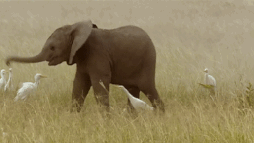 Illustration de l'article : Des moments rares avec ces 12 bébés animaux qui vous rendront heureux après une dure semaine ou une dure journée.