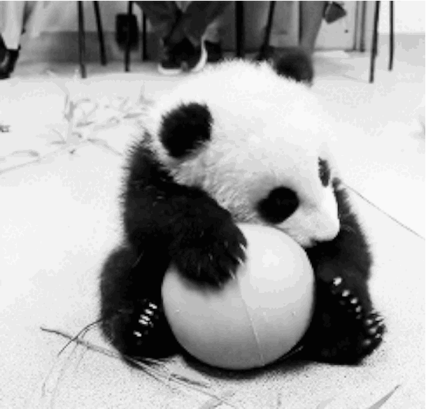 Illustration de l'article : Des moments rares avec ces 12 bébés animaux qui vous rendront heureux après une dure semaine ou une dure journée.