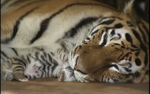 Illustration de l'article : Des moments rares avec ces 12 bébés animaux qui vous rendront heureux après une dure semaine ou une dure journée.