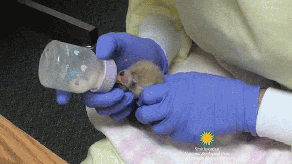 Illustration de l'article : Des moments rares avec ces 12 bébés animaux qui vous rendront heureux après une dure semaine ou une dure journée.