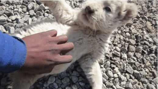 Illustration de l'article : Des moments rares avec ces 12 bébés animaux qui vous rendront heureux après une dure semaine ou une dure journée.