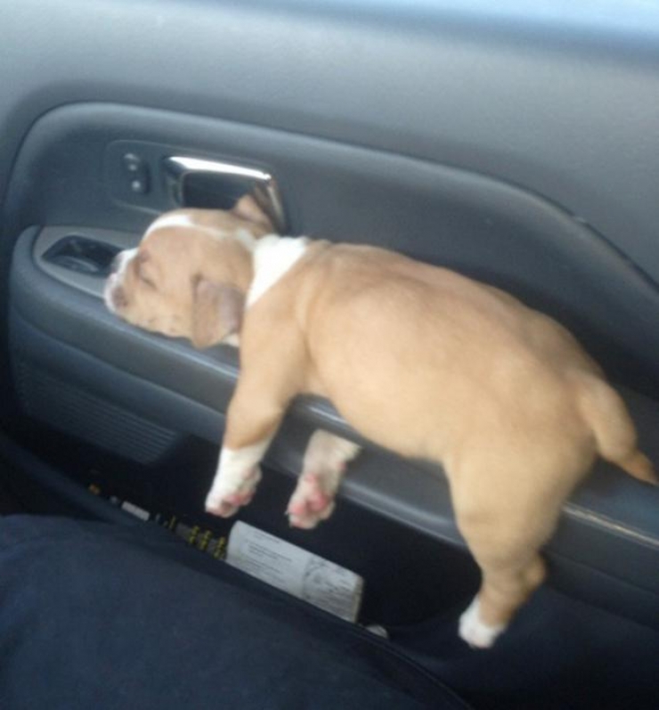 Illustration de l'article : 9 chiots qui n’en peuvent plus de cette chaleur.