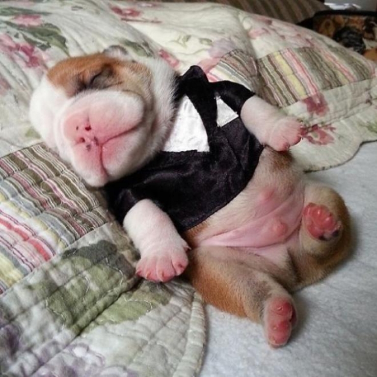 Illustration de l'article : 9 chiots qui n’en peuvent plus de cette chaleur.