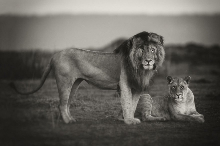 Illustration de l'article : La beaut&eacute; majestueuse des lions (et des lionnes) dans d'&eacute;poustouflantes photos en noir et blanc