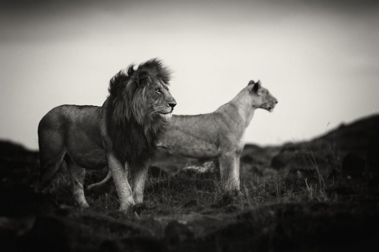 Illustration de l'article : La beaut&eacute; majestueuse des lions (et des lionnes) dans d'&eacute;poustouflantes photos en noir et blanc