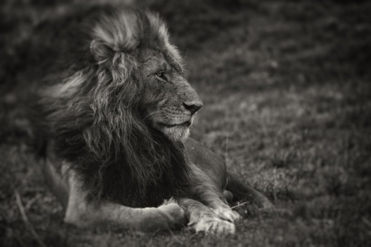 Illustration de l'article : La beaut&eacute; majestueuse des lions (et des lionnes) dans d'&eacute;poustouflantes photos en noir et blanc