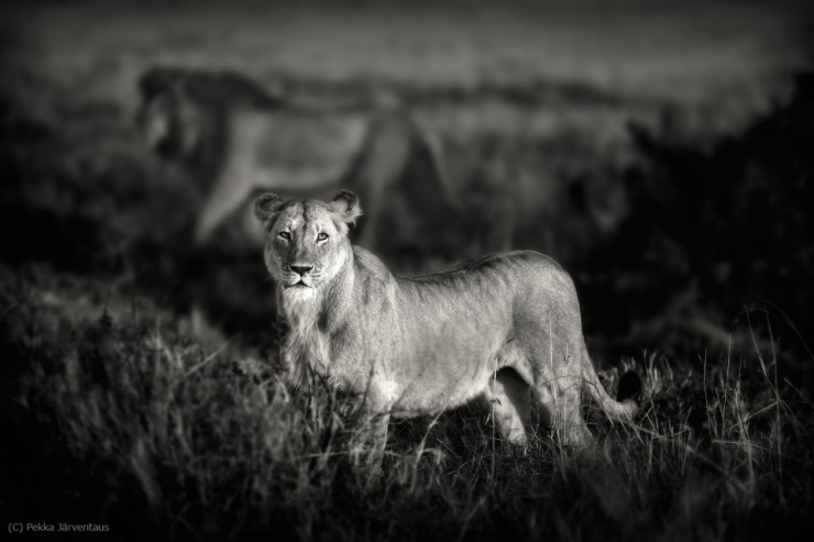 Illustration de l'article : La beaut&eacute; majestueuse des lions (et des lionnes) dans d'&eacute;poustouflantes photos en noir et blanc