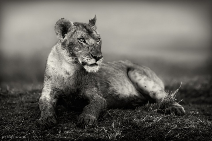 Illustration de l'article : La beaut&eacute; majestueuse des lions (et des lionnes) dans d'&eacute;poustouflantes photos en noir et blanc