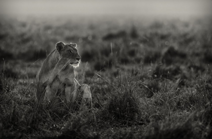 Illustration de l'article : La beaut&eacute; majestueuse des lions (et des lionnes) dans d'&eacute;poustouflantes photos en noir et blanc