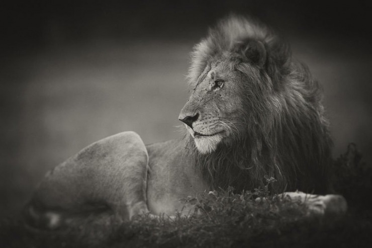 Illustration de l'article : La beaut&eacute; majestueuse des lions (et des lionnes) dans d'&eacute;poustouflantes photos en noir et blanc