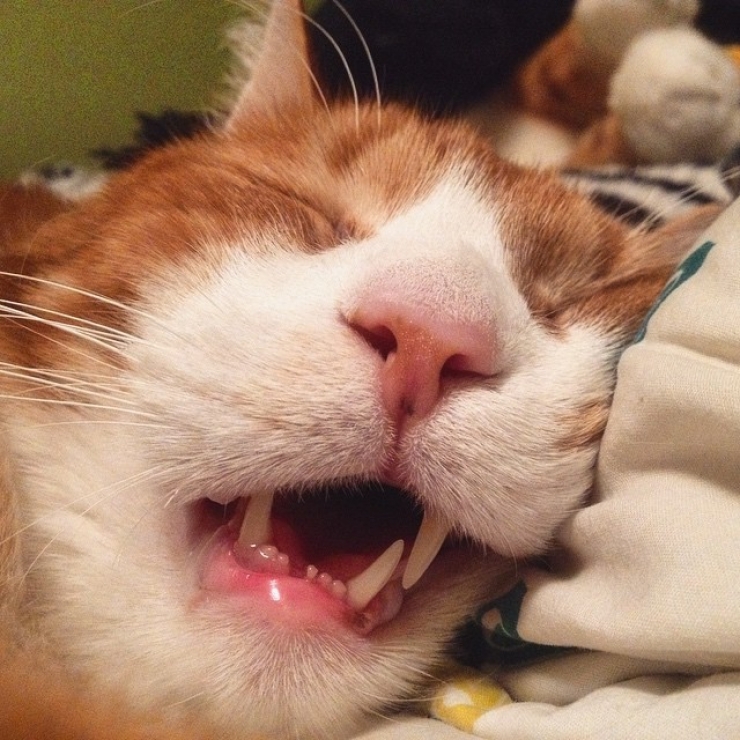 Illustration de l'article : Top 25 des chats qui dorment n'importe comment et n'importe ou...