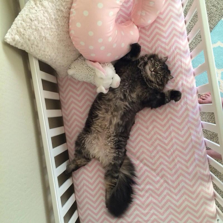Le Chat De La Famille S Installe Tranquillement Dans Le Lit Du Futur Bebe