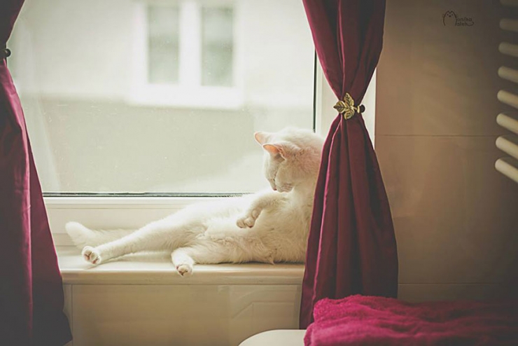 Illustration de l'article : Des chats comme les autres (15 photos)