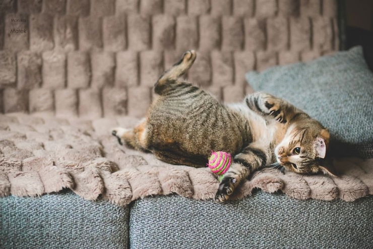 Illustration de l'article : Des chats comme les autres (15 photos)