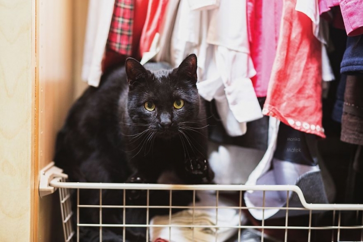 Illustration de l'article : Des chats comme les autres (15 photos)