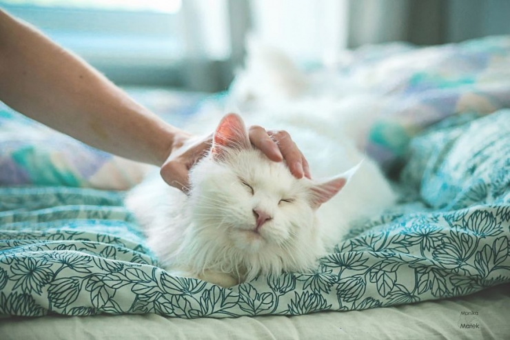 Illustration de l'article : Des chats comme les autres (15 photos)