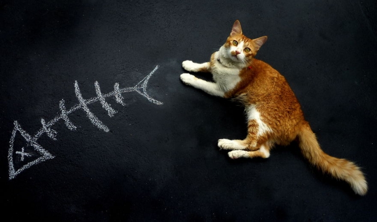 Illustration de l'article : L'art spontan&eacute; de Mysha Islam (15 photos)