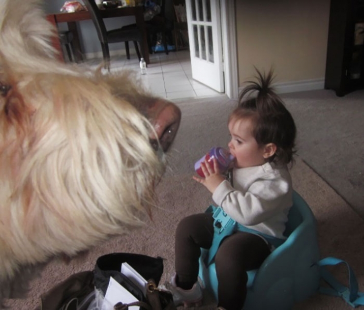 Illustration de l'article : Quand timing et perspective s'associent pour transformer vos toutous en chiens g&eacute;ants (15 photos)