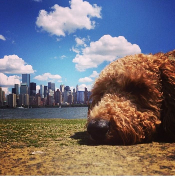 Illustration de l'article : Quand timing et perspective s'associent pour transformer vos toutous en chiens g&eacute;ants (15 photos)