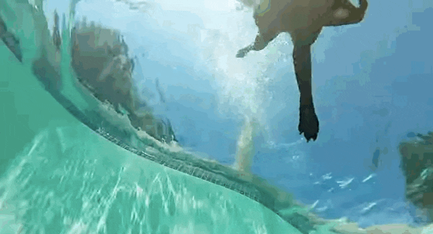 Illustration de l'article : L'amusante technique de plong&eacute;e d'un chien film&eacute;e par une GoPro