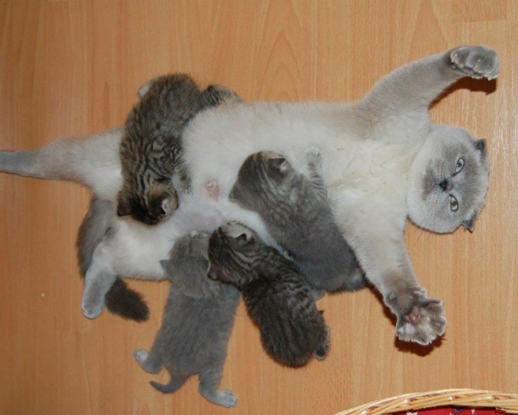 Cette Photo D Une Maman Chat Resume A Elle Seule Ce Que Peut Etre La Maternite Cette Photo D Une Maman Chat Resume A Elle Seule Ce Que Peut Etre La Maternite
