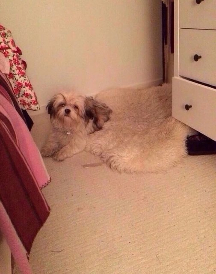 Illustration de l'article : Ces 12 animaux sont champions de l'illusion d'optique...