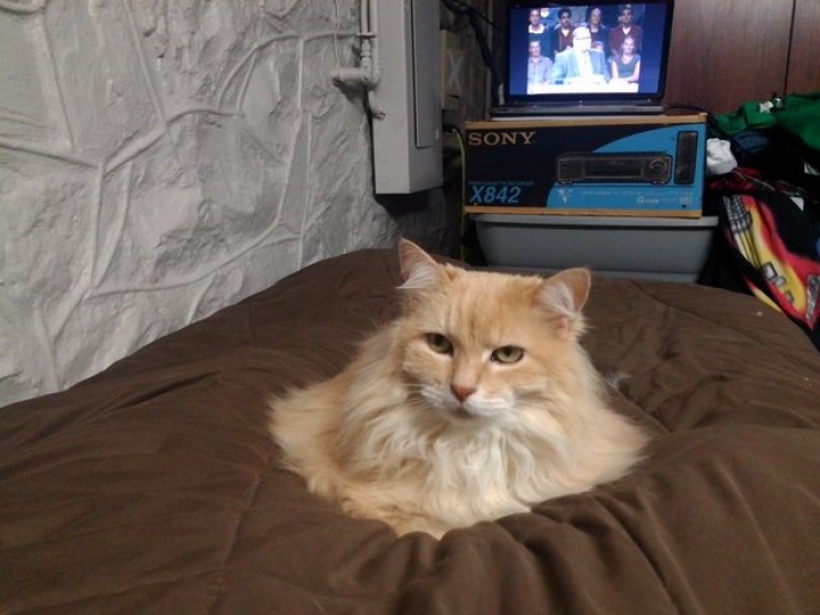 Illustration de l'article : Ces 12 animaux sont champions de l'illusion d'optique...