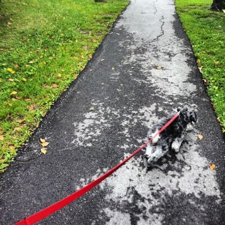 Illustration de l'article : Ces 12 animaux sont champions de l'illusion d'optique...