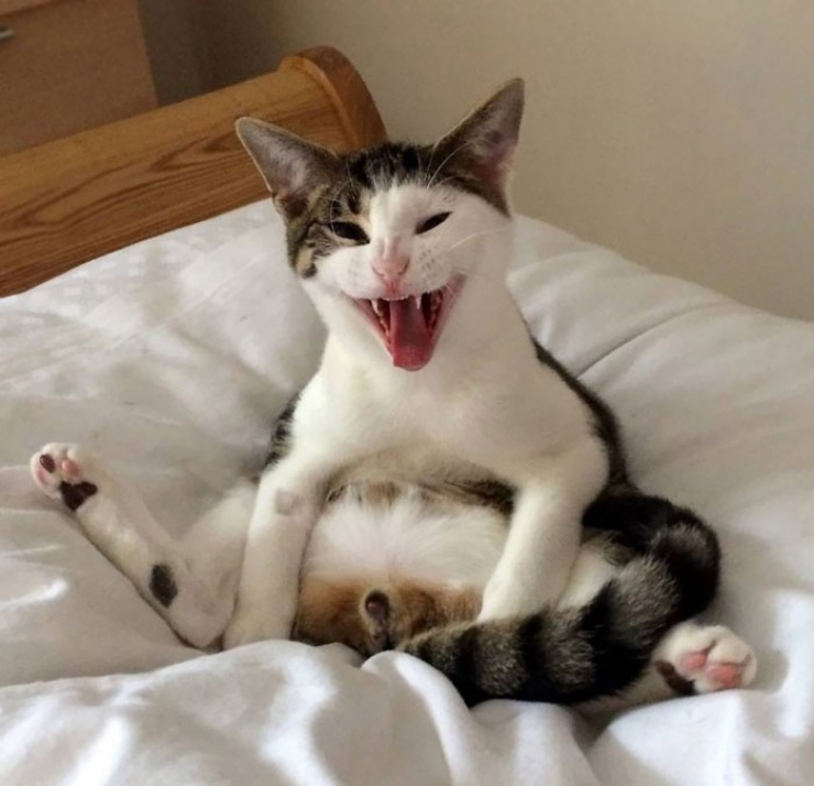 Illustration de l'article : L'hilarante réaction d'un chat qui se rend compte qu'on lui a retiré les bijoux de famille