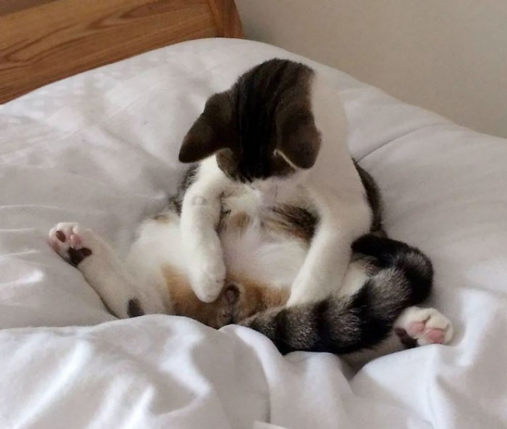 Illustration de l'article : L'hilarante réaction d'un chat qui se rend compte qu'on lui a retiré les bijoux de famille