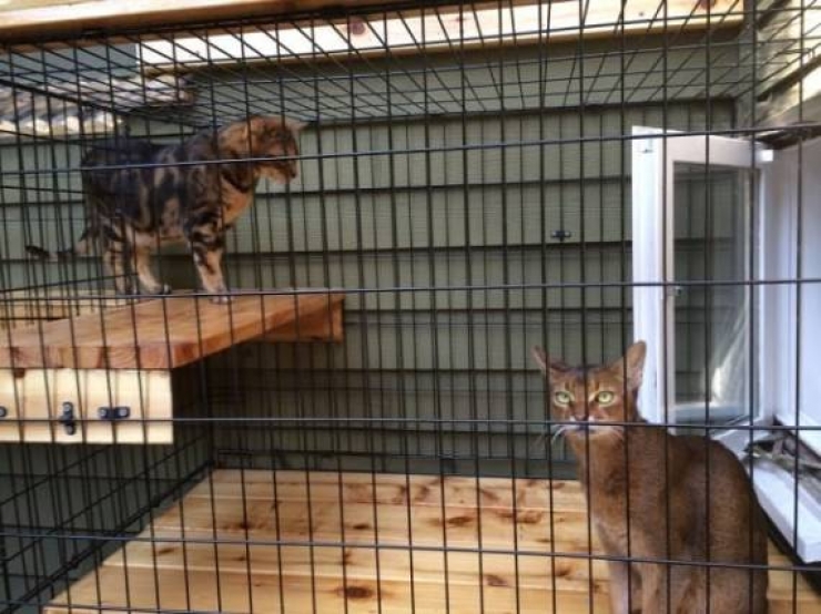 Illustration de l'article : Vous aimez les Patio et vous avez un chat ? Vous allez adorer le Catio...