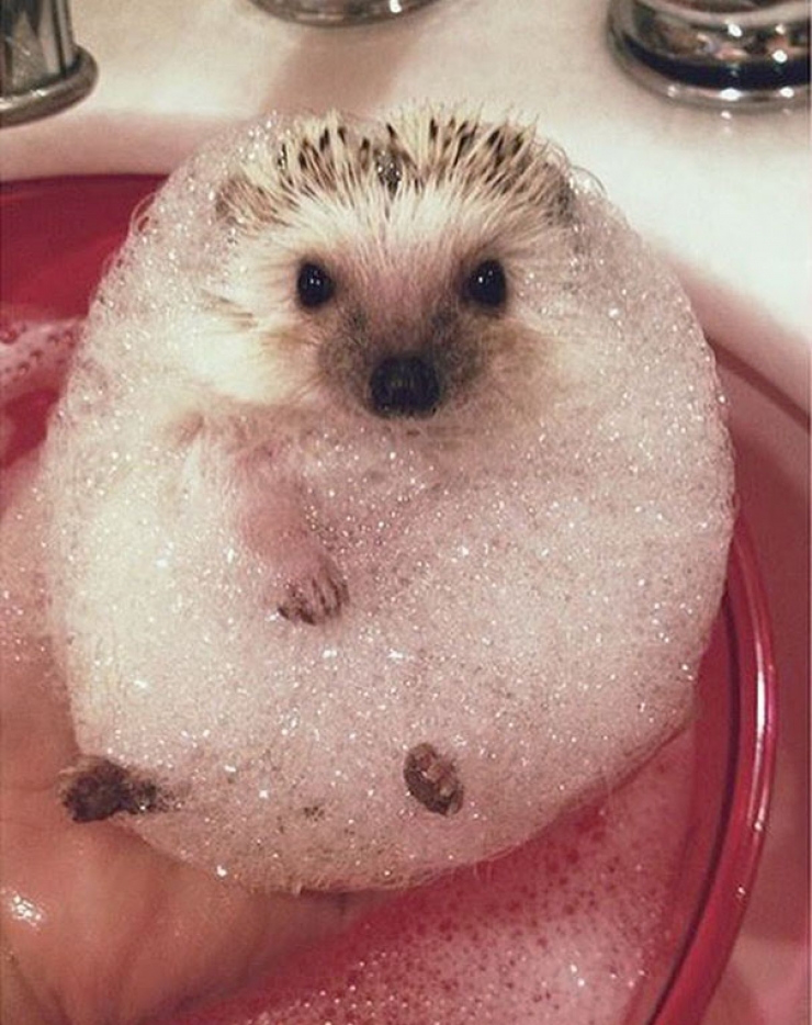 Illustration de l'article : Ces 16 photos d'animaux qui se la coulent douce dans leur bain vont égayer votre journée