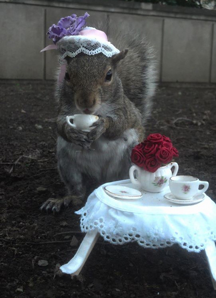 Illustration de l'article : Une étudiante fait prendre la pose à des écureuils amicaux et photogéniques