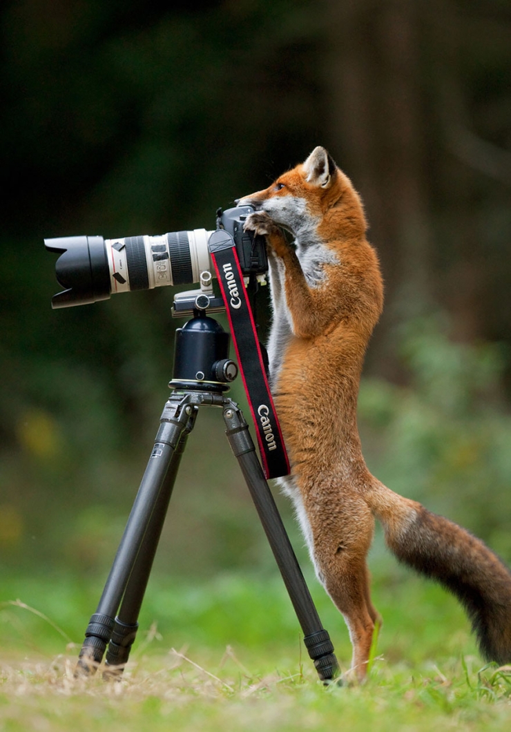 Illustration de l'article : Quand les animaux s'intéressent de très près à la photographie (19 photos)